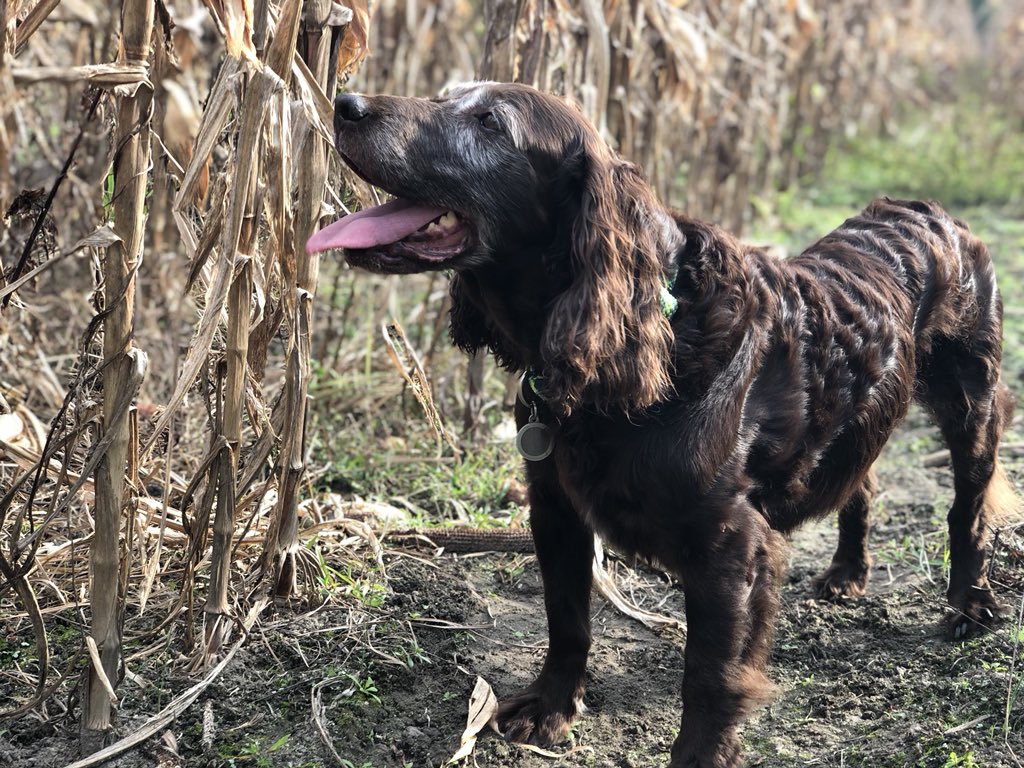 My Boykin spaniel Duck, standing in a corn field