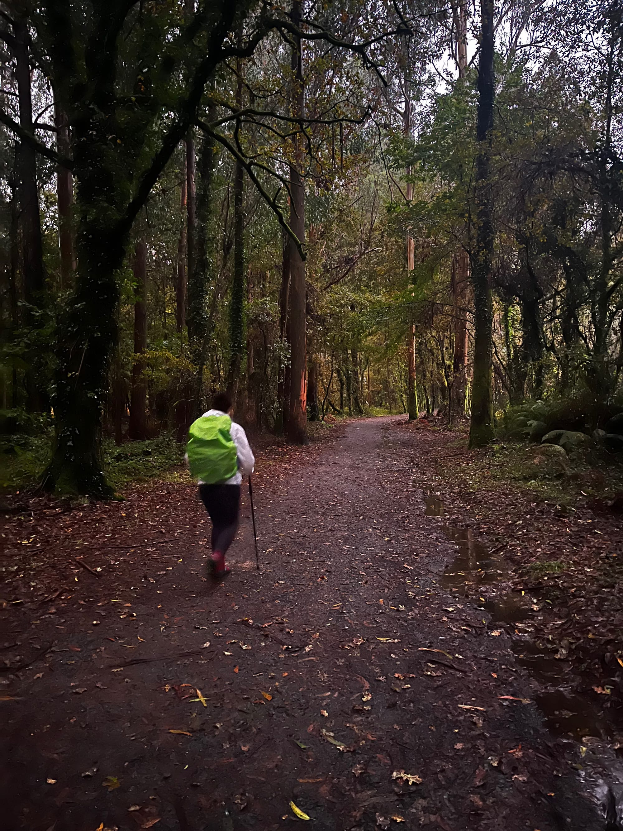 My walk across Spain on the Camino Frances